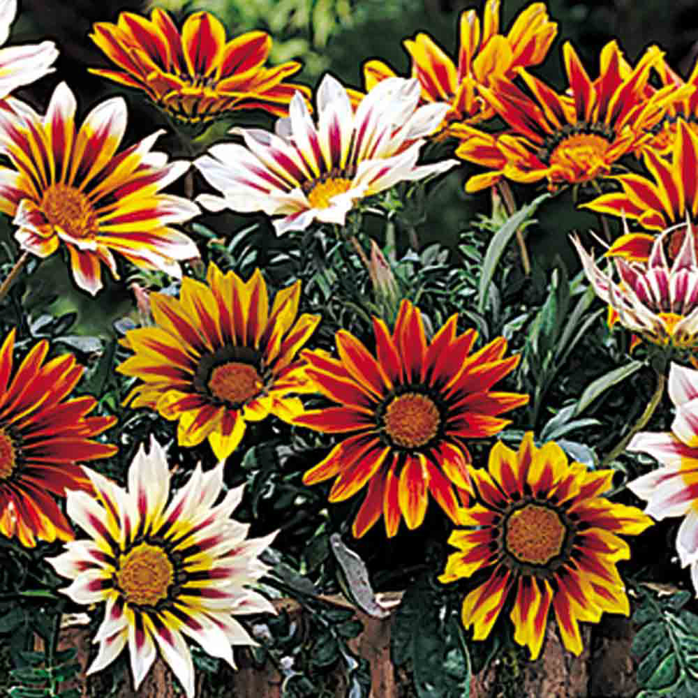 Gazania Dwarf Mixed(Treasure Flower)