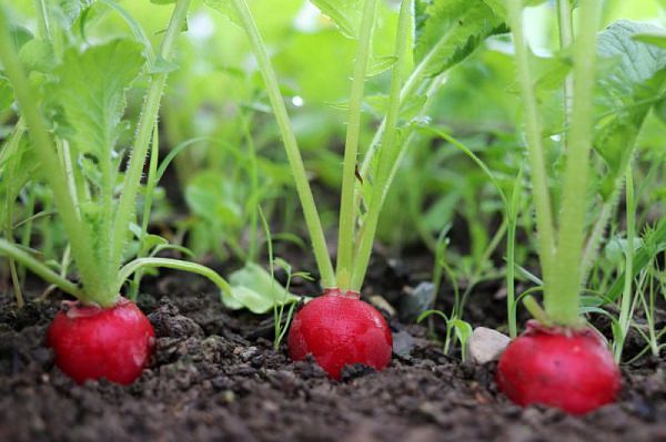Radish Full Red Seeds