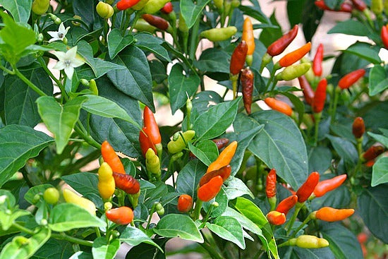 Bird Chilli -Red