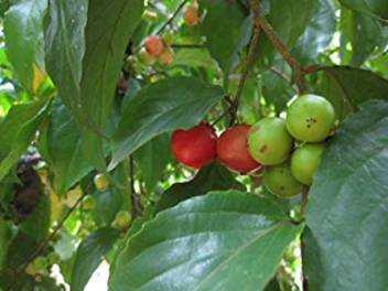 Flacourtia Jangomas Lubica/Lovlolika/Vayyamkaitha Plant Exotic Plant For Terrace Gardening/Indoor