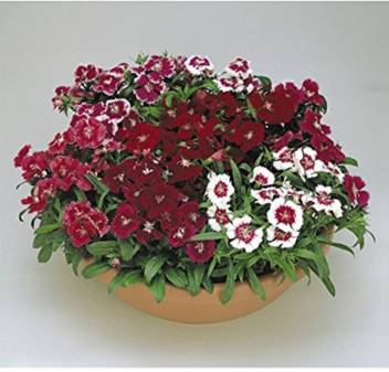 Dianthus F2 Dwarf Mix