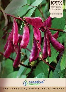 Dolichus Beans (Grace)