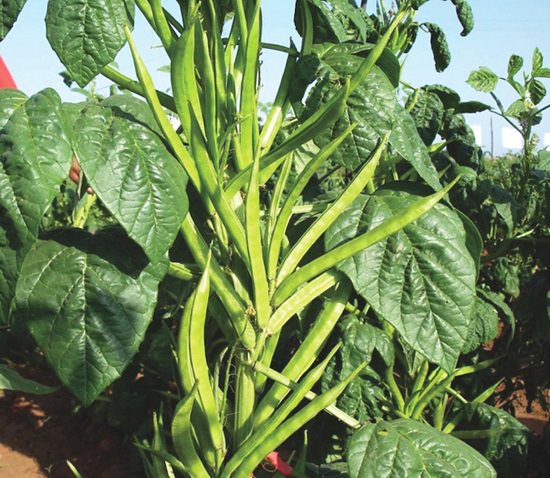 Guar Bean