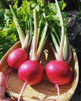 Radish Half Red Seeds