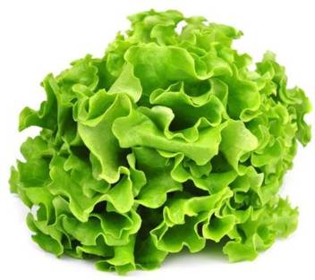 Lettuce Green Seeds