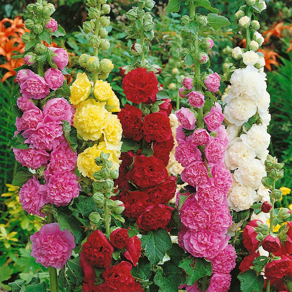 Hollyhocks Mixed