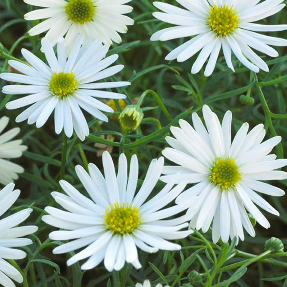 Metrecaria Gold Star 'Surdaisy White'