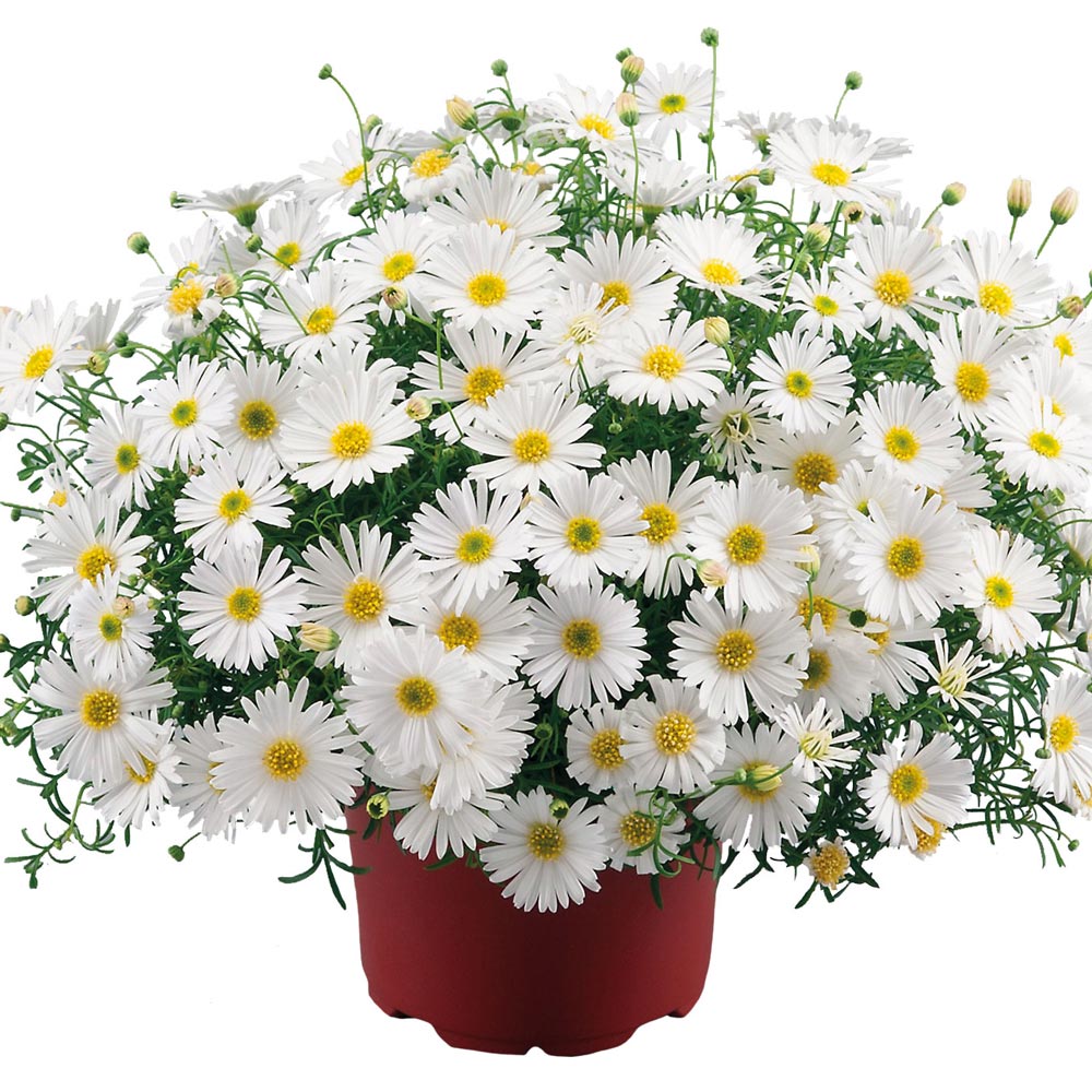 Metrecaria Gold Star 'Surdaisy White'