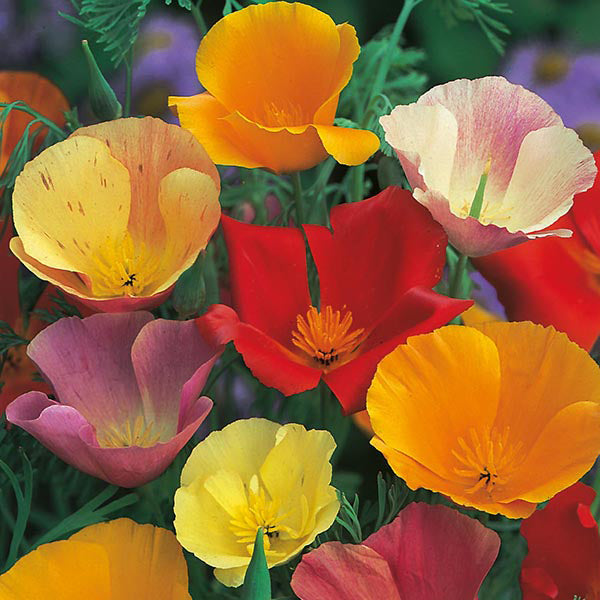 California Poppy Mixed