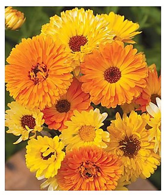 Calendula Officinalis Fiesta