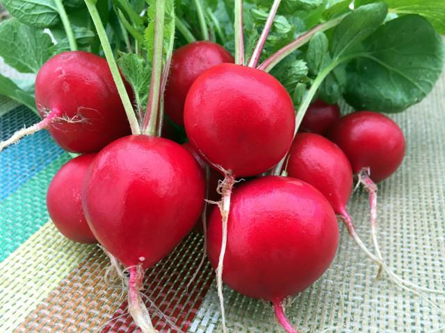 Radish - Red