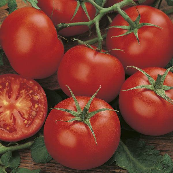Tomato - Money maker