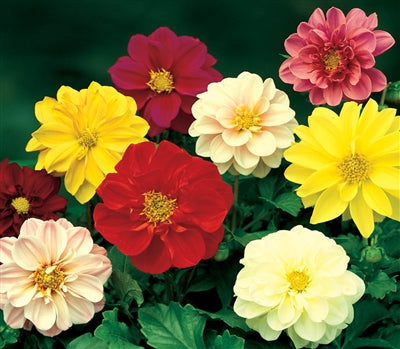Dahlia Beauty mixed