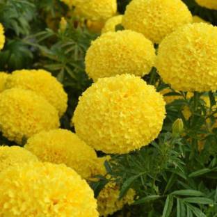 Marigold Dhan Basanti