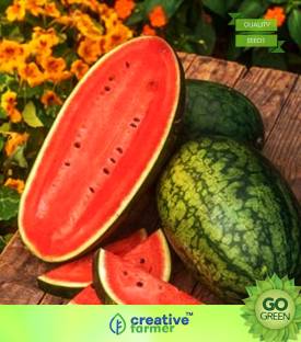 Watermelon - Round Black Seeds