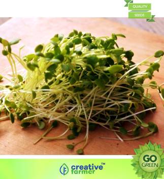 Pak Choi Microgreens Seeds