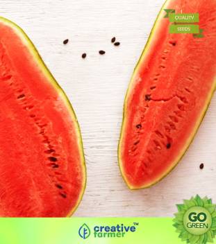 Watermelon Striped Oval Seeds