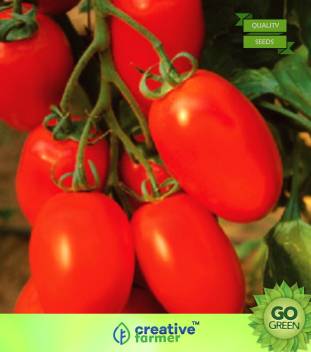 Tomato Oval Seeds