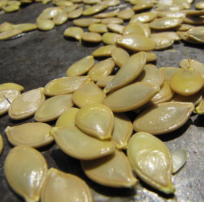 SUMMER SQUASH Seeds