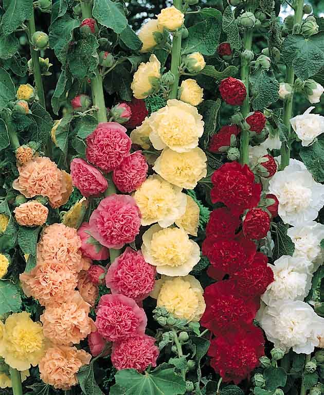 Hollyhocks Mixed