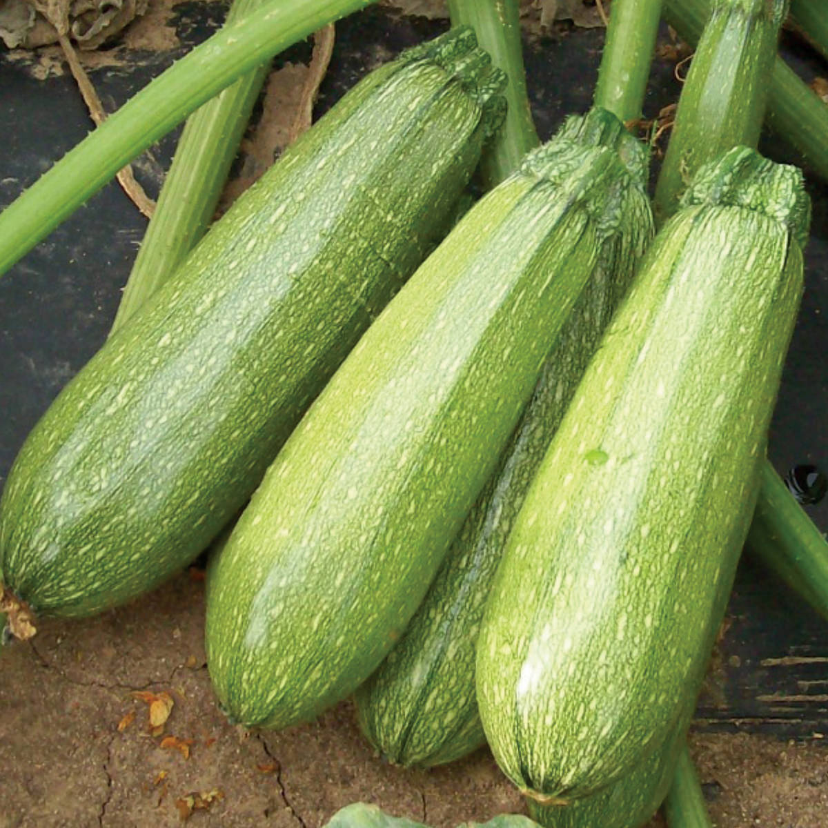 SUMMER SQUASH Seeds
