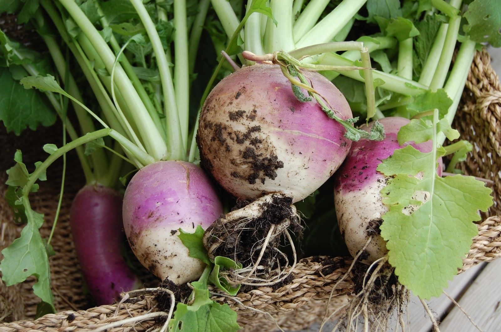 Turnip Purple Seeds