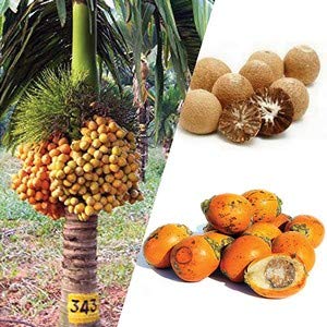 Live Plant Supari Nut Mangala Arecanut Ornamental/Fruit Producting (1 Healthy Live Fruit Nut Plant)