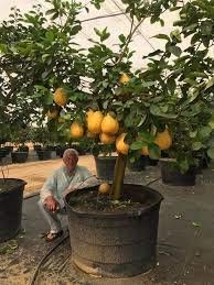 Big Lemon Rare Dwarf Giant Ponderosa Healthy Small Seedling Plants Very for Balcony Gardening Plant(1 Healthy Live Plant)