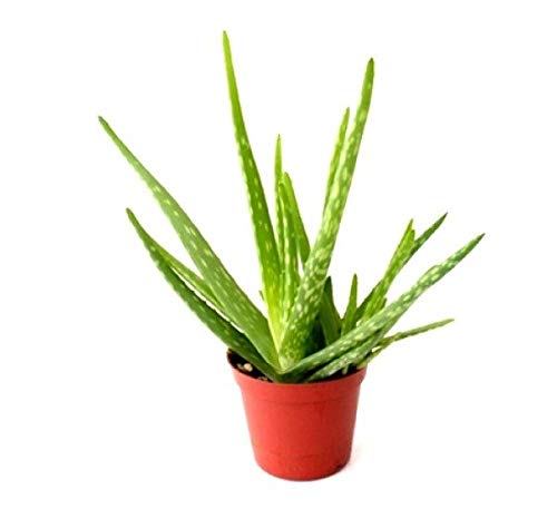 Aloe Vera (In Poly bag with soil )