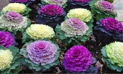 Ornamental Kale Round Leaves