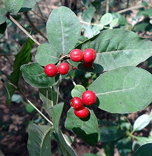 Live Plant Herbal Sarpagandhi (Rauvolfia Serpentina) Chevanamalpodi (1 Healthy Live Herb/Medicinal/Ornamental Plant)