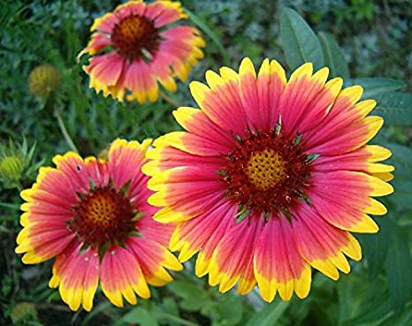 Gaillardia Aristata (Blanket Flower)