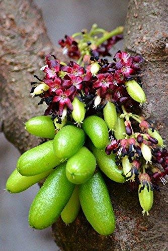 Bilimbi Gommareku Fruit Plant Crunchy& Watery Flesh Plants Outdoor Fruit Plant  (1 Healthy Live Plant)