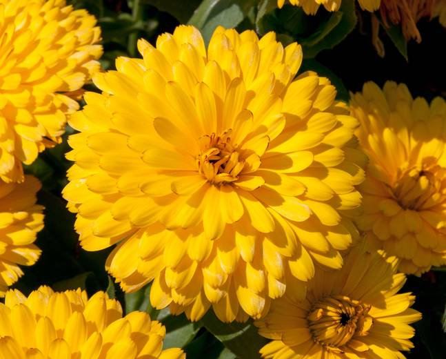 Calendula  Fiesta Yellow