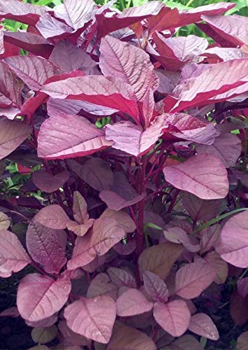 Amaranthus Red