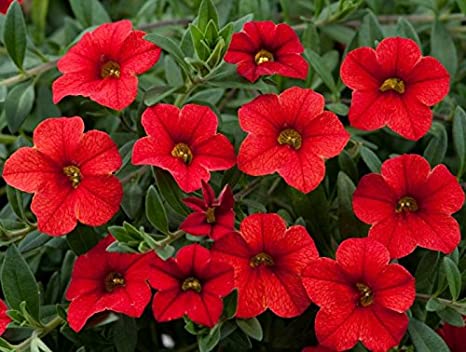 Petunia Scarlet Red