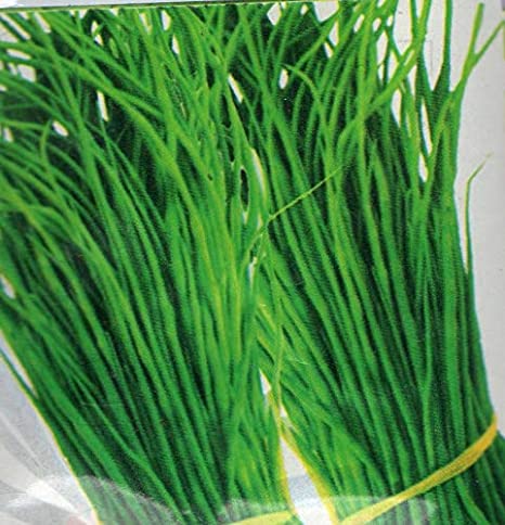 Singra (Mongra) Seeds