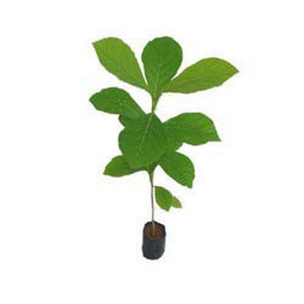 Live Plant Teak Rare Sagwan Wood Tree For Terrace Garden Plant(1 Healthy Live Plant)