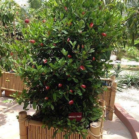 Live Fruit Plant for Gardening Miracle Sweet Berry Hybrid Plant(1 Healthy Live Plant)