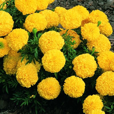 Marigold Dhan Basanti