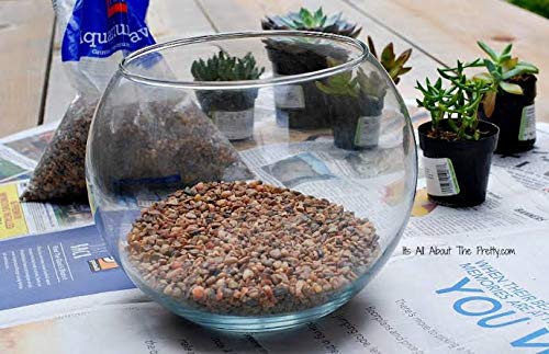 Chocolate Brown Gravel Stone Pebbles Chips For Terrarium|Succulents|Garden Pots|Gardening|Bamboo Plants & Multi Purpose Pack