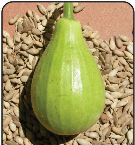 Bottle Gourd Bulb Seeds