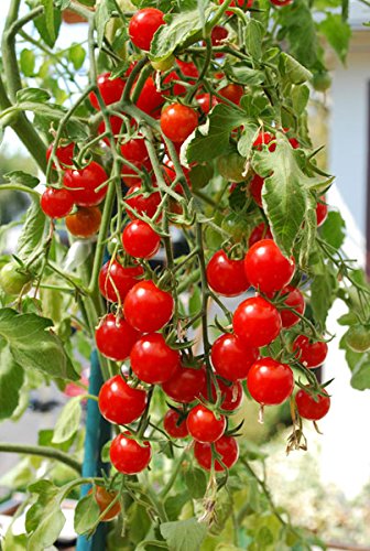 Cherry Tomato Seeds