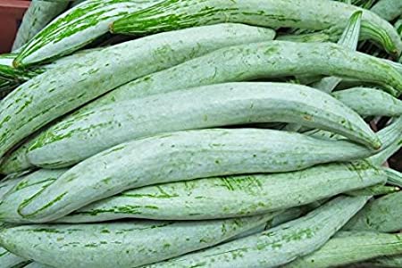 Snakegourd