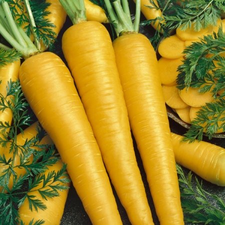 Yellow Carrot