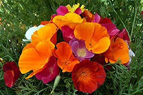 California Poppy Mixed