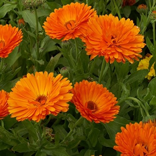 Calendula Officinalis Fiesta