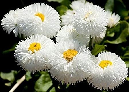 Daisy Monstrosa Double White