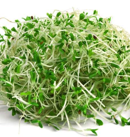 Alfalfa Microgreens Seeds