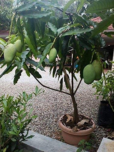 Dwarf Plant Mango Fruit Himsagar Khirsapat Plant Smooth Dwarf Fruit Plants  Garden Plant(1 Healthy Live Plant)
